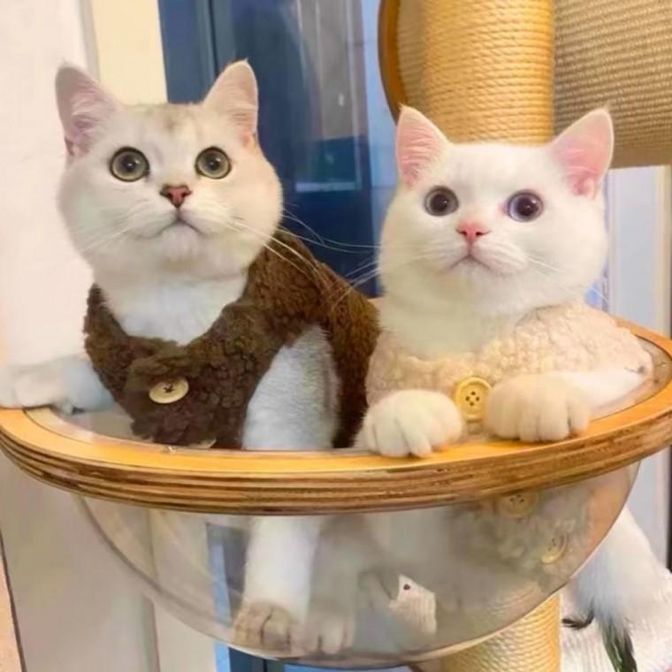 옷 고양이 따뜻한 겨울 보온 방한복 반려동물 후리스 고양이 조끼 외출복 뽀글이