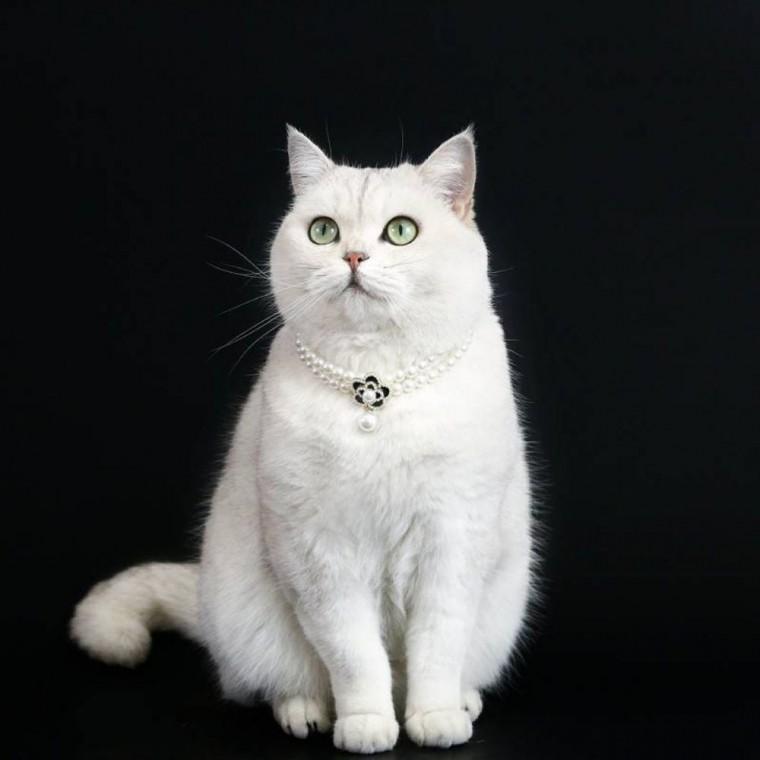 강아지 반려동물 장식 플라워 펜던트 고양이 진주 목걸이