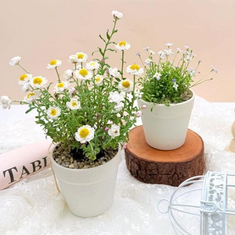 생화 화분 가꾸기 키트 - 1인세트