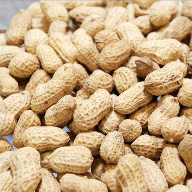 맘앤맘 2025년 햇 볶은 피땅콩 5kg 대용량 땅콩