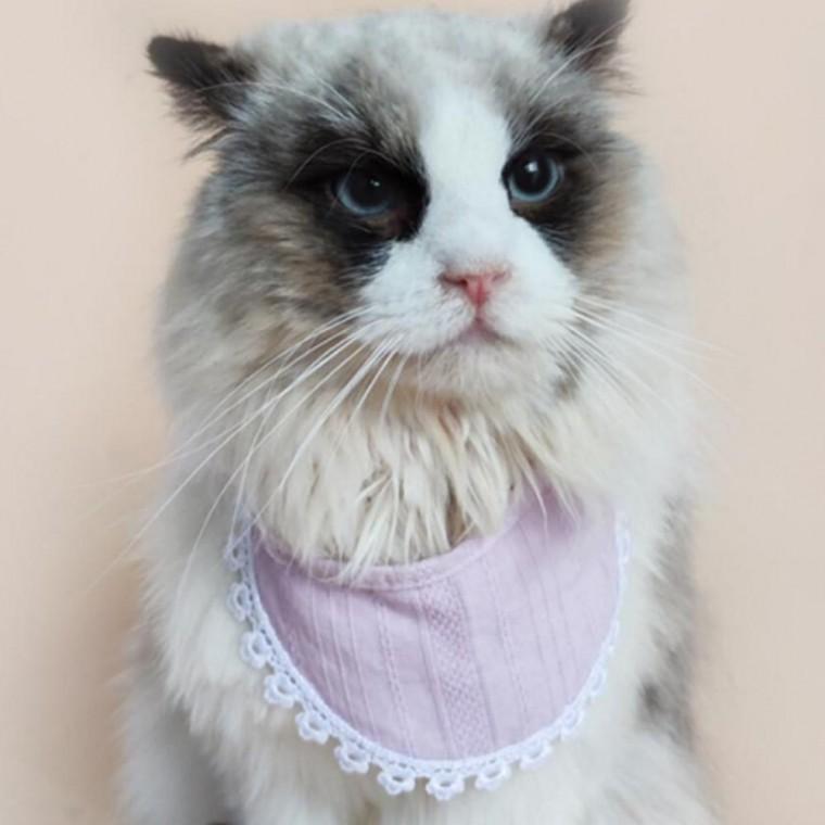 강아지 고양이 귀여운 심플 턱받이 케이프 3컬러 반려동물 액세서리 애견용 스카프 애묘용 케이프 포인트