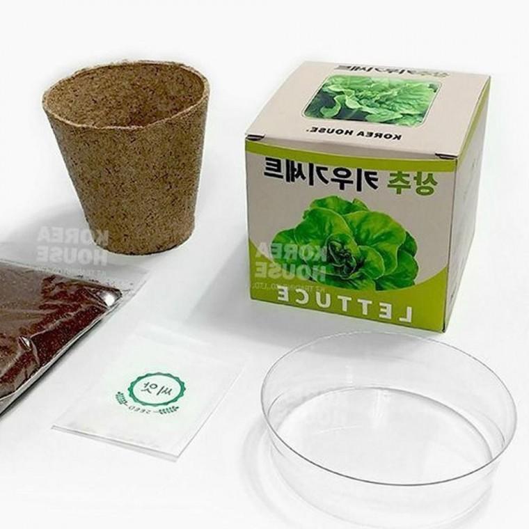 어린이 자연 관찰 상추 키우기 세트 4P 텃밭 농사 체험 식물 키트 실습용 교구 가드닝 세트