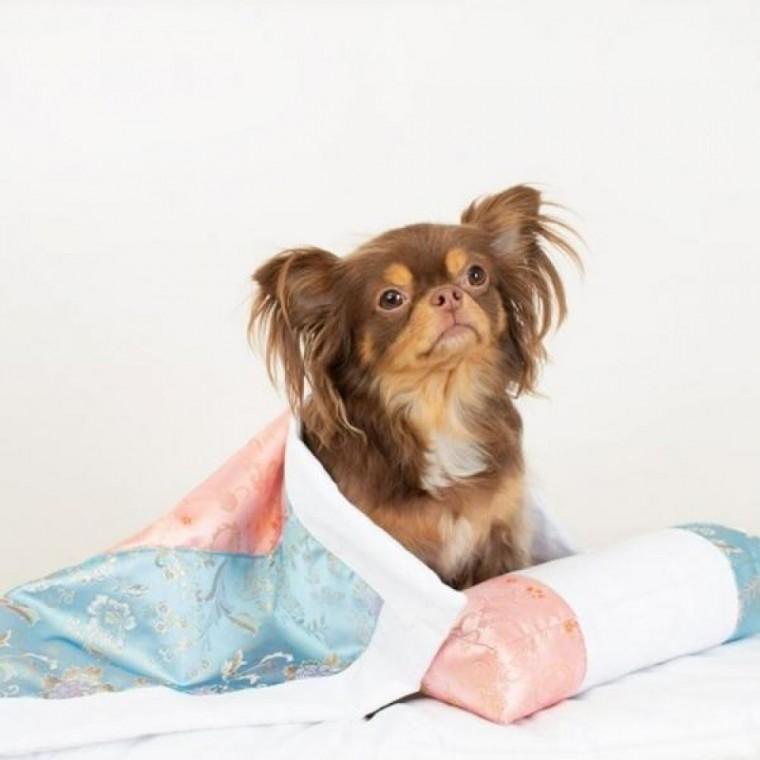 초코펫하우스 별당아씨 이불세트 펫담요 강아지침구 애견이불 담요 강아지이불