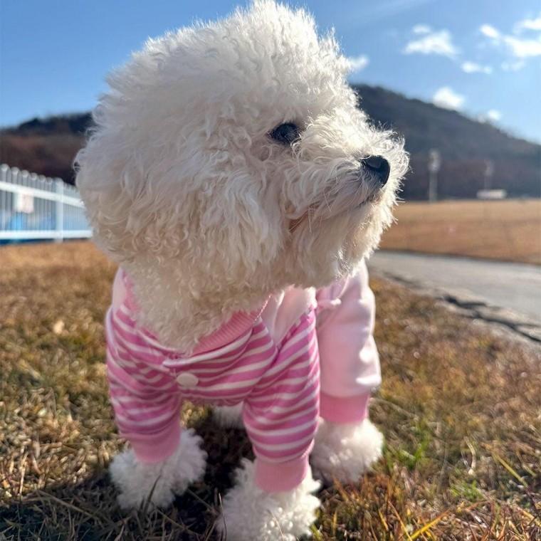 스트라이프 오리 멜빵 올인원 하네스 강아지 멜빵바지 겨울 원피스 대형견 중형견 강아지옷