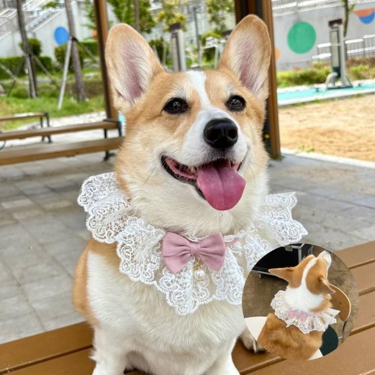 강아지 레이스 스카프 핑크 M 강아지케이프 포인트룩 산책룩