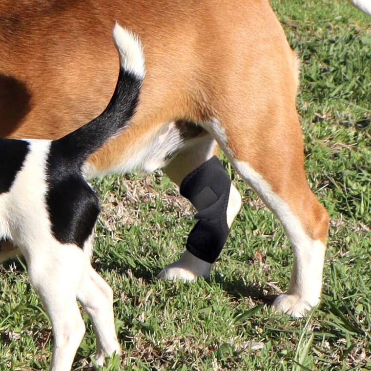 강아지 깁스 슬개골 탈구 보호대 관절 XL