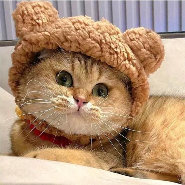 고양이 강아지 곰돌이모양 뽀글이 소재 모자