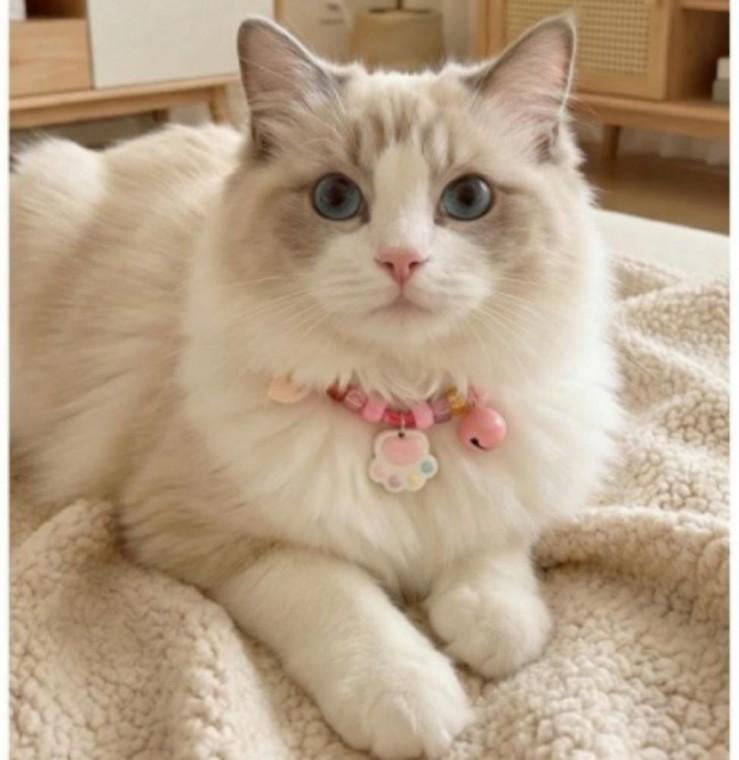 반려동물고양이 목걸이 1+1 강아지 조절가능 귀여운 악세사리