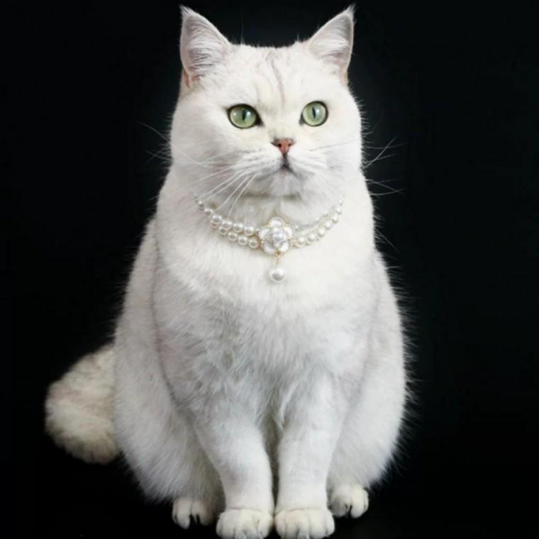반려동물 고양이 진주 목걸이 강아지 장식 플라워 펜던트