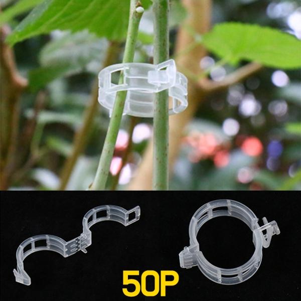 식물 작물 줄기 고정 클립 50P