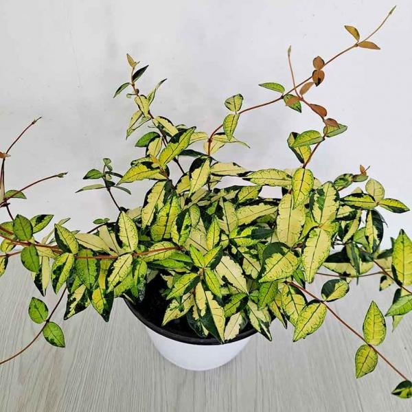 황금마삭줄(중) 무늬마삭줄 여름야생화 오색마삭줄키우기