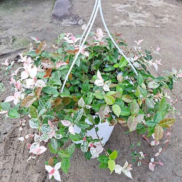 초설마삭줄(대) 오색마삭줄 마삭줄키우기 행잉 공중식물 여름야생화