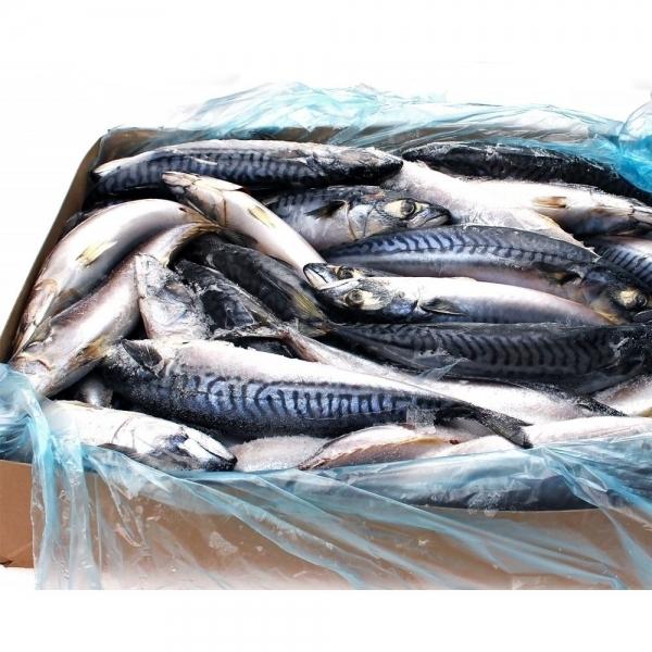 코리아펠라직 냉동 노르웨이 고등어 20KG 중 300 500