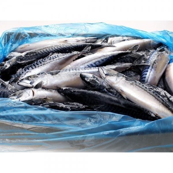 코리아펠라직 냉동 노르웨이 고등어 20KG 400 600