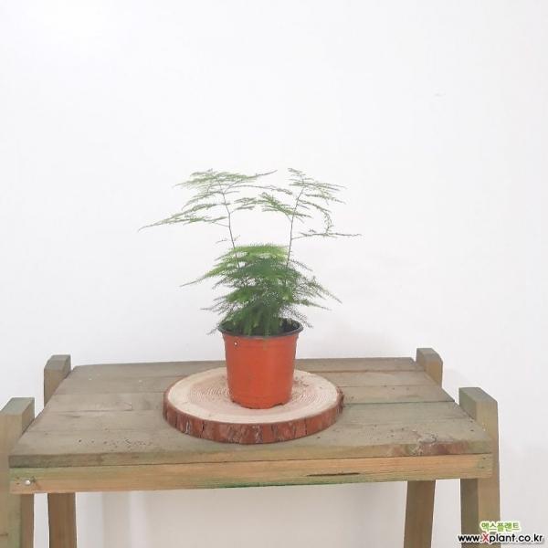 아스파라거스(소) 공기정화식물 독특한분위기연출식물