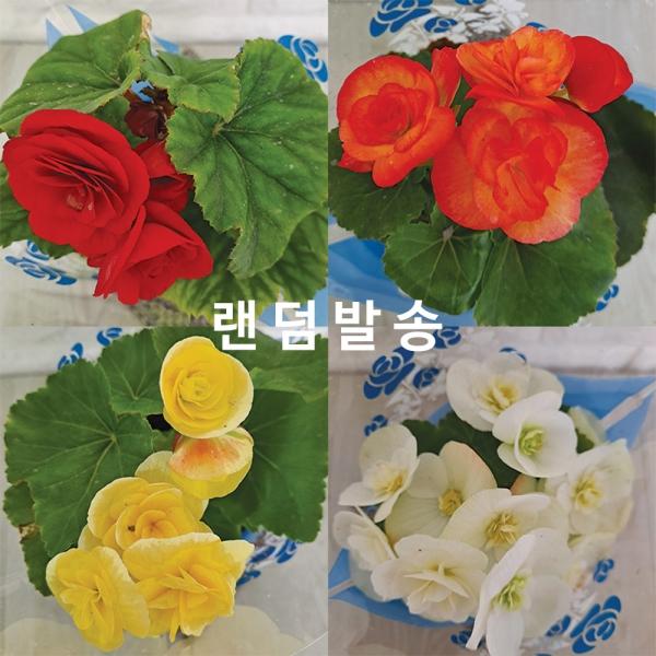 베고니아 꽃베고니아 베고니아키우기 다년생꽃