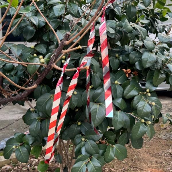 조류퇴치 방조 테이프 2.5cm x 100m