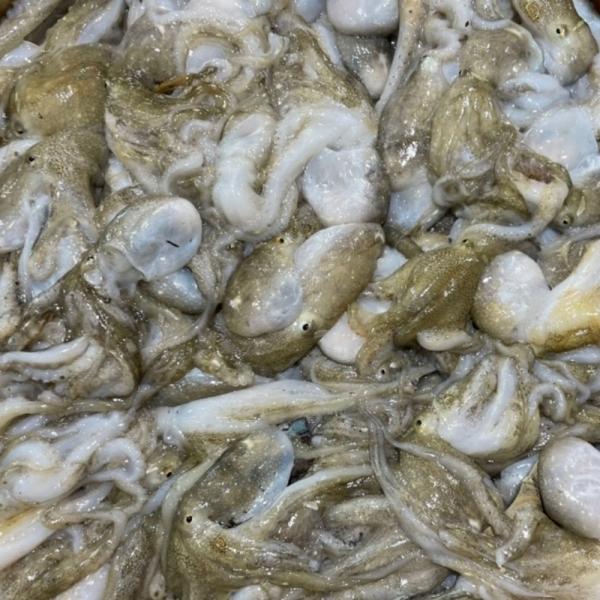 국내산 쭈꾸미 1kg