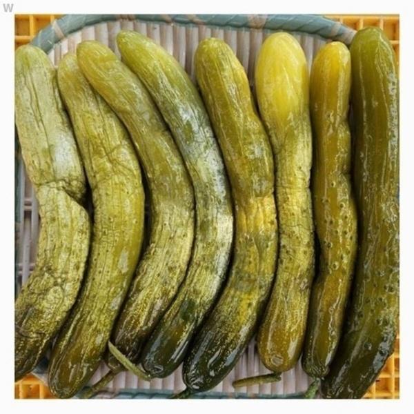 강원도 홍천 삼둔농원 오대산 오이지절임 1kg