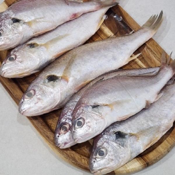 국내산 백조기 1kg