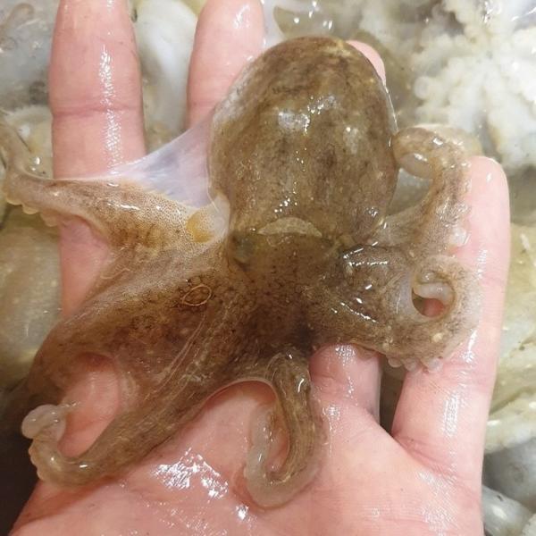 국내산 활 쭈꾸미 1kg