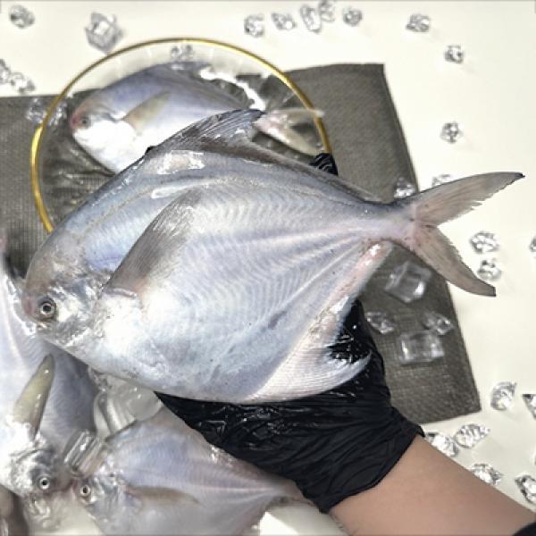 생물 병어 1kg