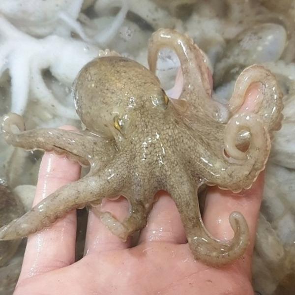 활 쭈꾸미 1kg