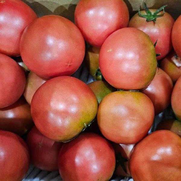 완숙 찰토마토 5kg