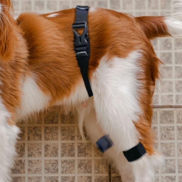 강아지 고관절 보호대 보호 교정 벨트 M