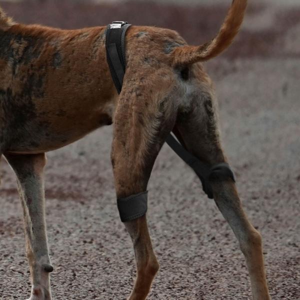 강아지 고관절 보호대 보호 교정 벨트 L