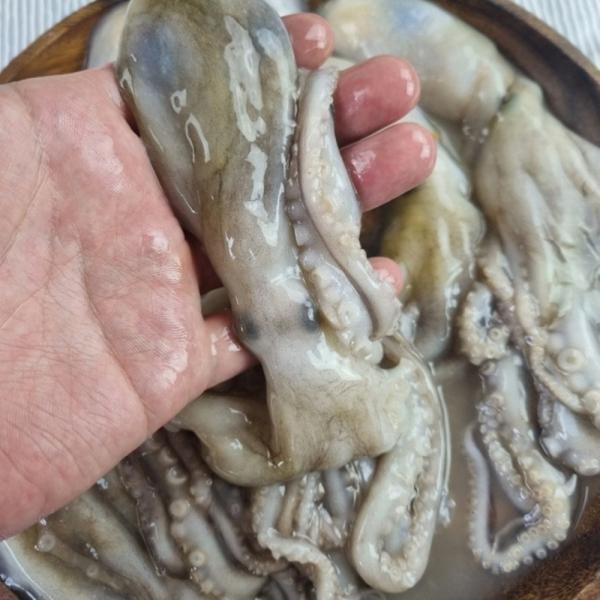 냉동 낙지 12미