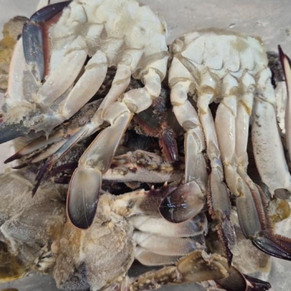 국내산 냉동 절단 꽃게 1.5kg