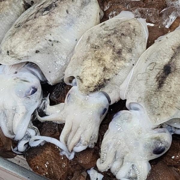 국내산 냉동 갑오징어 4kg