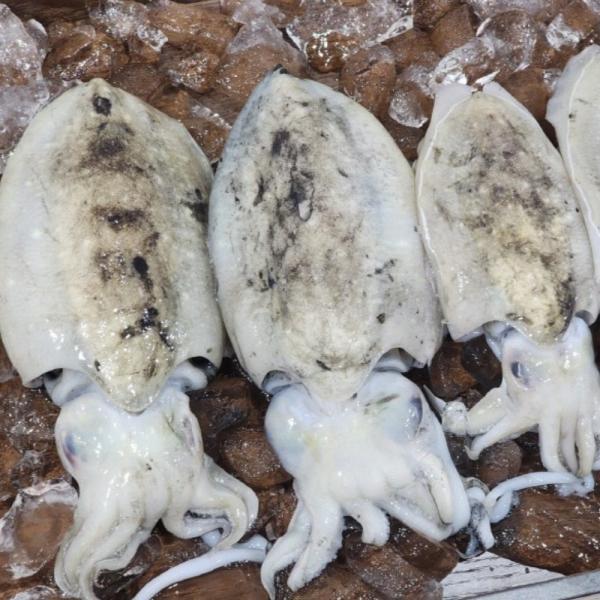 국내산 냉동 갑오징어 1kg