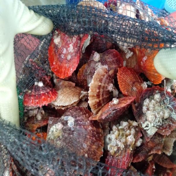 ms 통영 비단 가리비만 골라담은 황금 비단 가리비 1kg