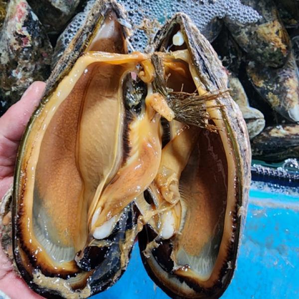 ms통영 자연산 제철 섭 1kg 3-4미