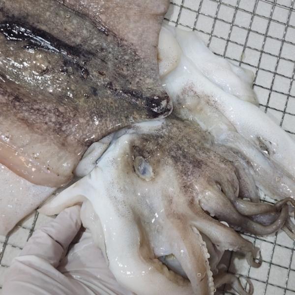 국내산 반건조 갑오징어 2kg