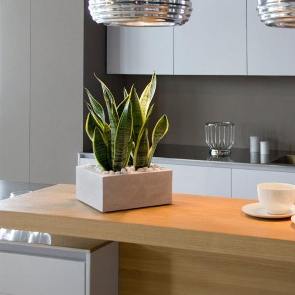 니콜리 미노스