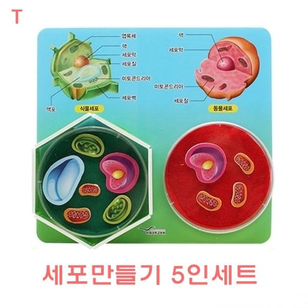 세포만들기 5인세트