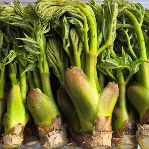 참두릅 500g