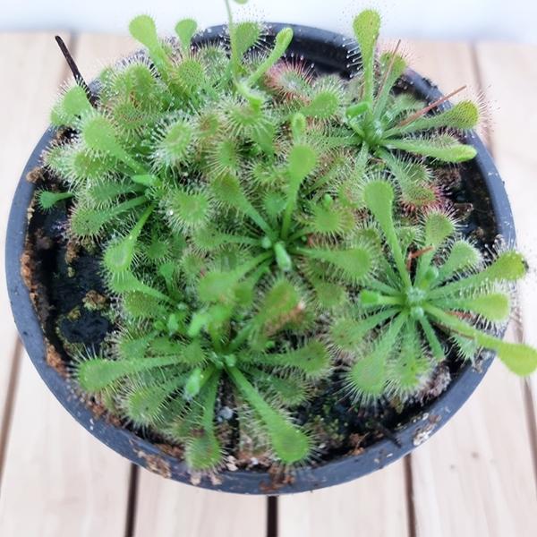 토종끈끈이주걱 식충식물기르기 파리지옥키우기 해충잡는식물