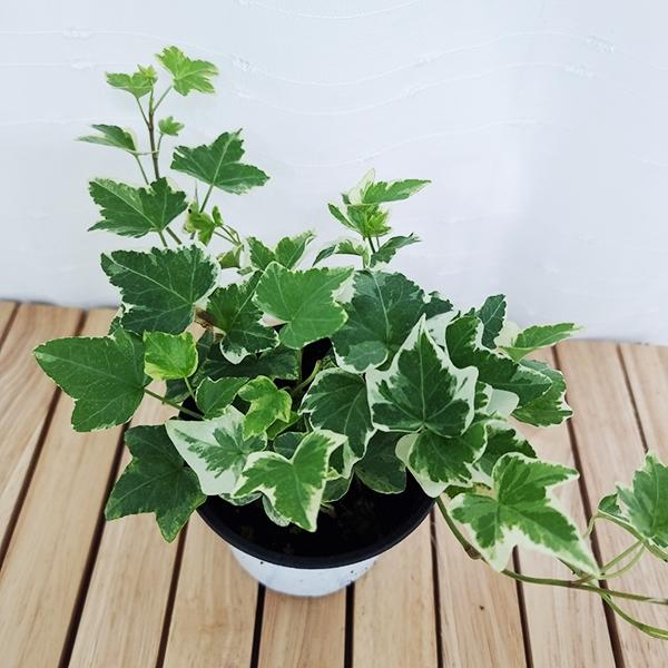 백아이비(소품) 키우기 쉬운 실내 공기청정 희귀 도매화원 식물