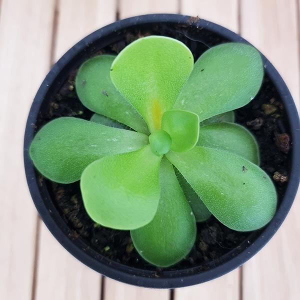 모라넷 아시난데스 끈끈이잎 식충식물 기르기 파리지옥 키우기 쉬운 모기잡는식물