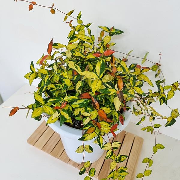황금마삭줄(대) 마삭줄키우기 쉬운 실내공기정화 식물