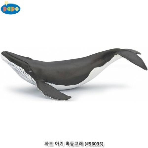 파포 (모형완구) 아기 혹등고래 (#56035)