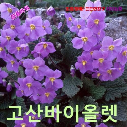 고산바이올렛 씨앗 25립