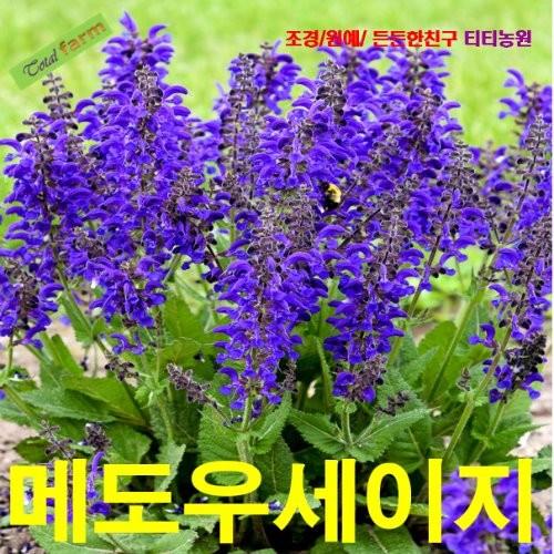 메도우세이지 씨앗 15립