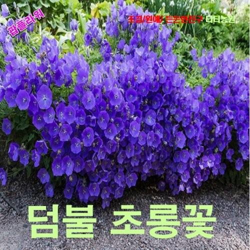 덤불초롱꽃 블루 씨앗 25립