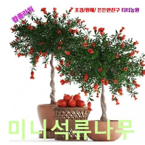 미니석류나무 씨앗 10립