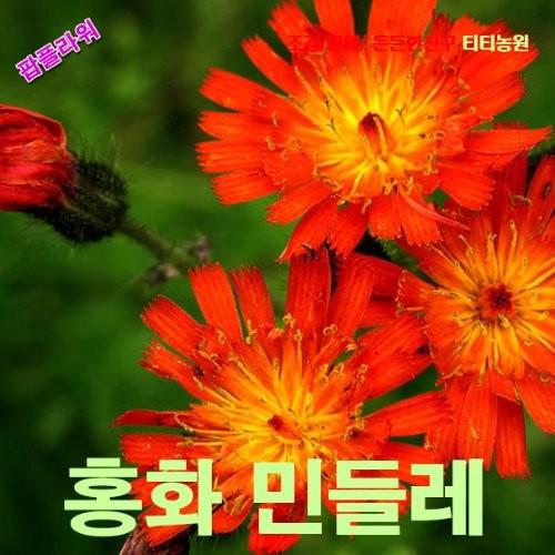 홍화민들레 씨앗 10립